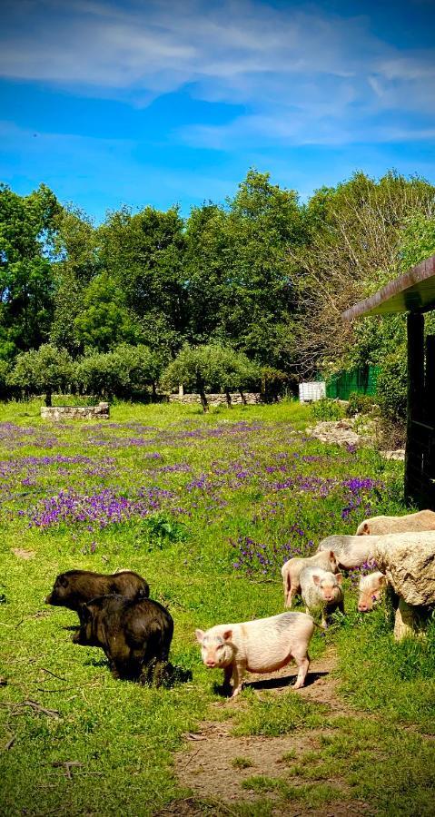 Arca Dos Animais - Farming & Spa Кастело Бранко Екстериор снимка