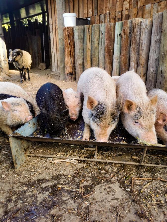 Arca Dos Animais - Farming & Spa Кастело Бранко Екстериор снимка