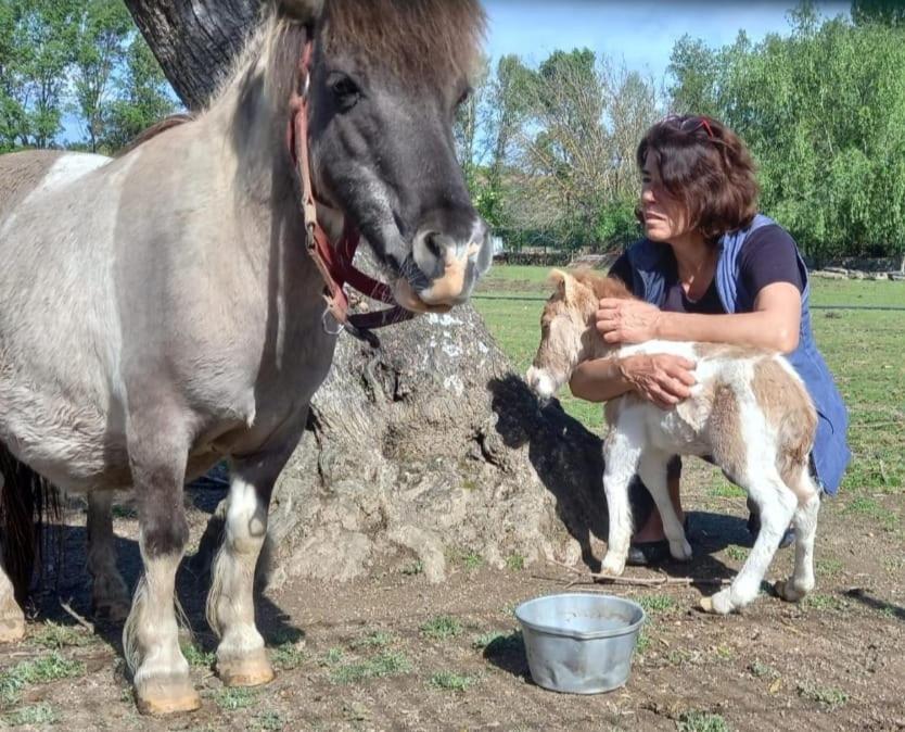 Arca Dos Animais - Farming & Spa Кастело Бранко Екстериор снимка